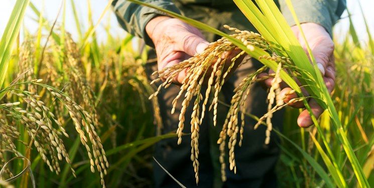 صادرات برنج خوزستان به عراق ممکن نیست