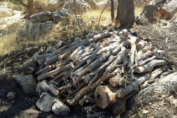 8000 درخت جنگلهای مازندران قطع شدند